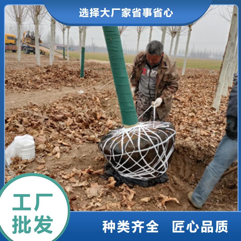 附近(翌昊)质量好的速生法桐实体厂家