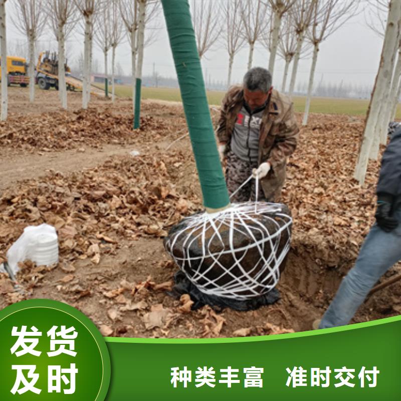 法桐现货供应