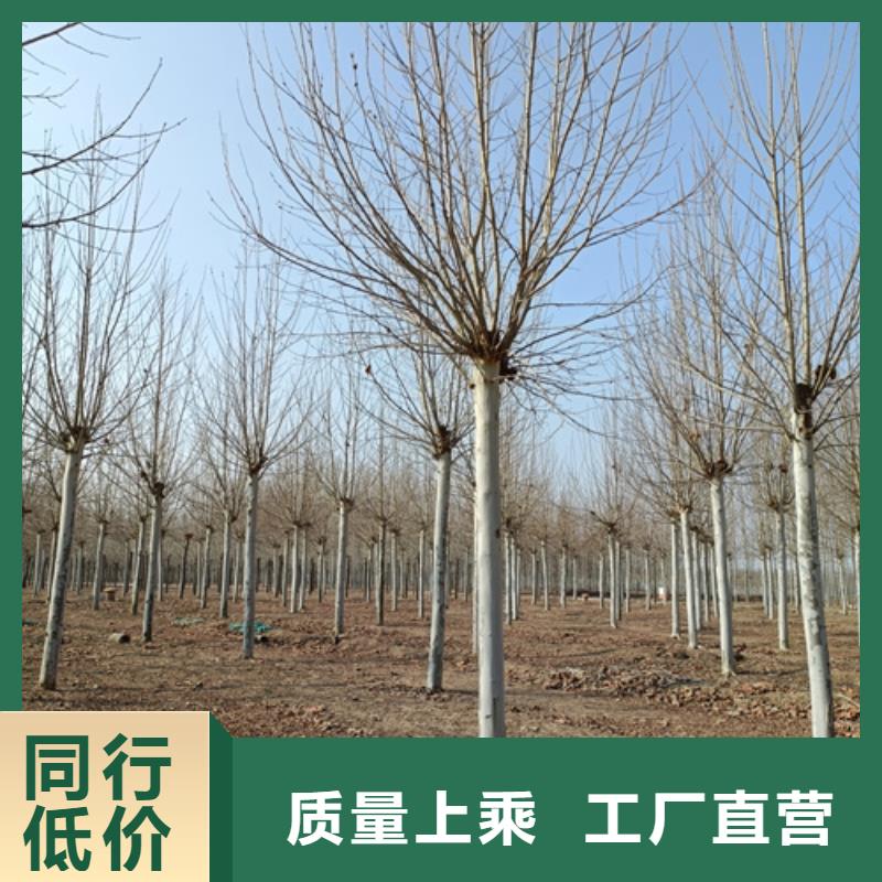 法桐现货供应