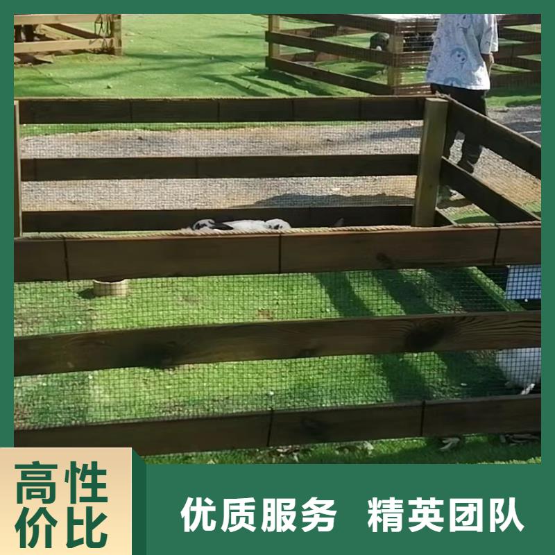 哪有出租動物的-哪有出租動物的熱銷