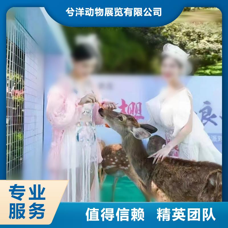 哪有出租動物的活動案例