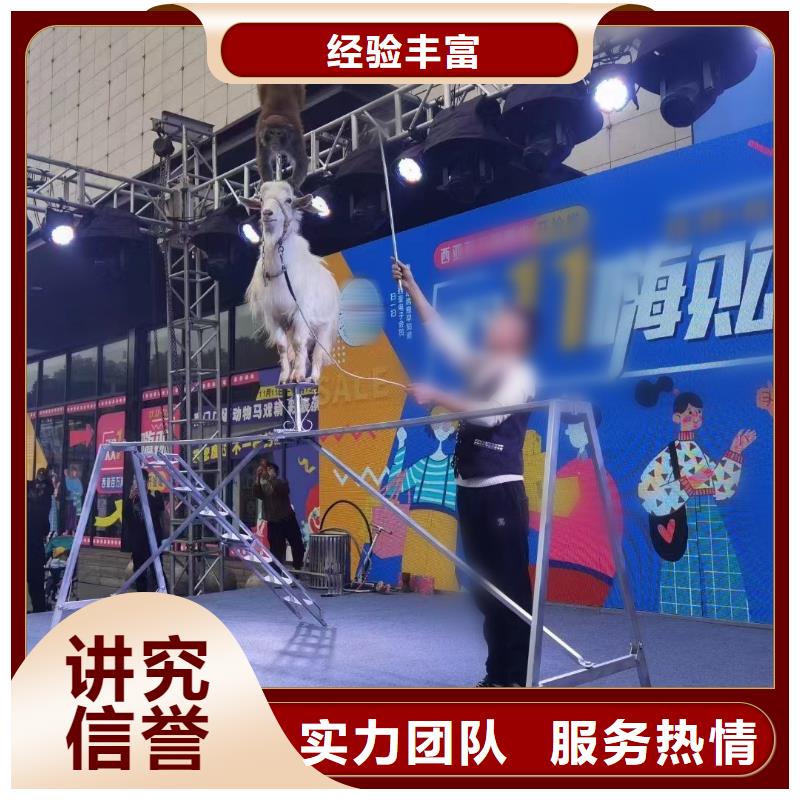 【马戏团/羊驼】【企鹅表演】一对一服务