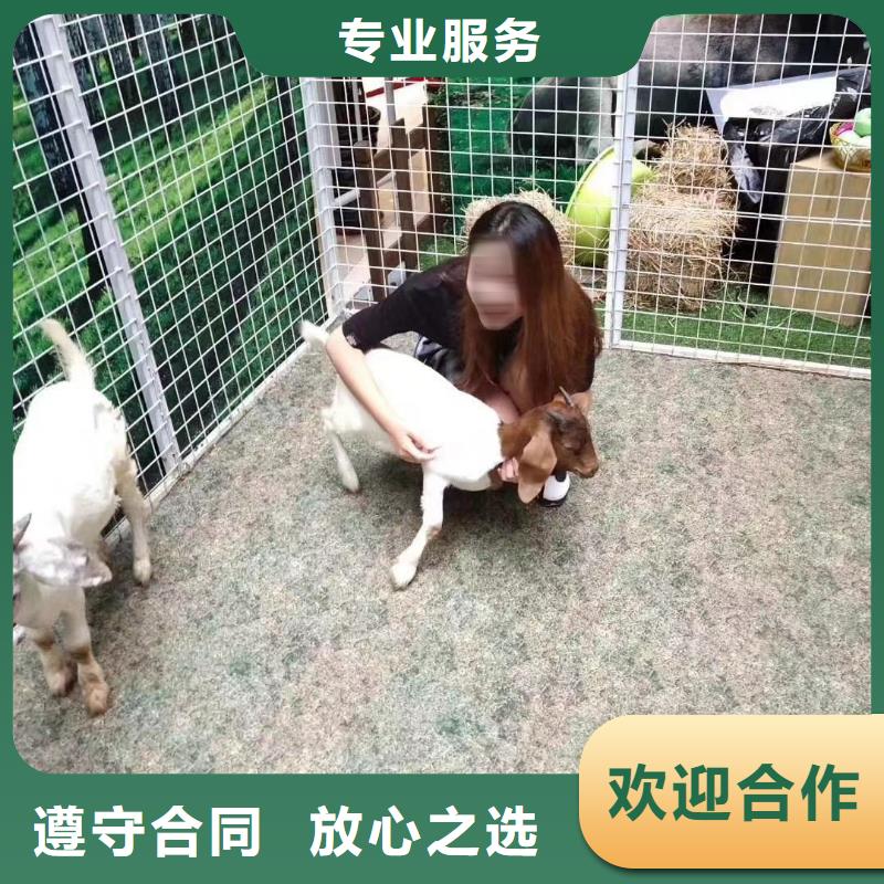 動物表演租賃聯(lián)系廠家