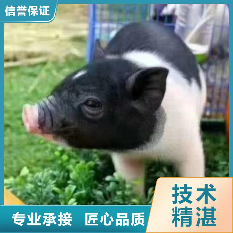 萌寵動物展覽點擊圖片