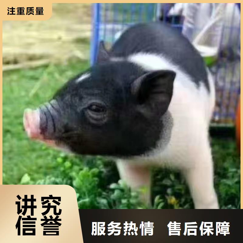 附近動物表演出租