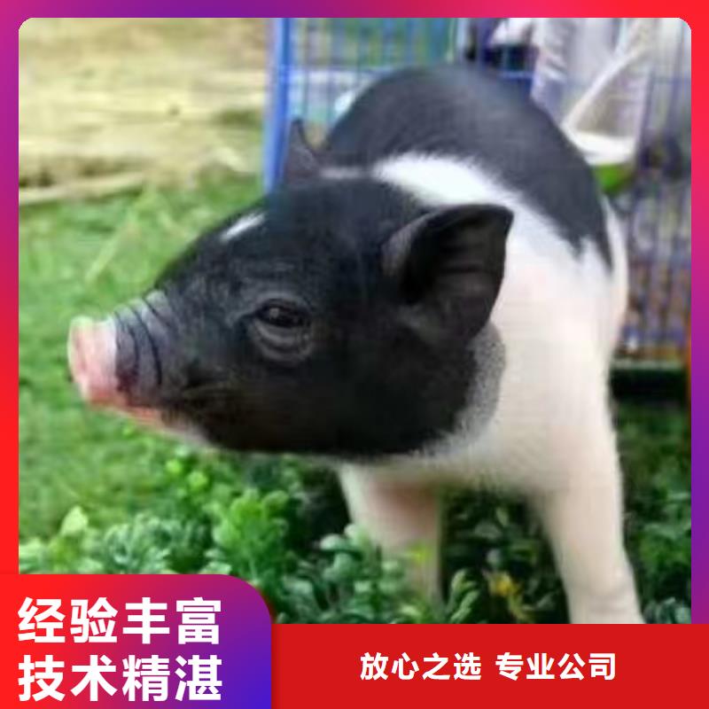 馬戲團/羊駝【動物表演】口碑商家