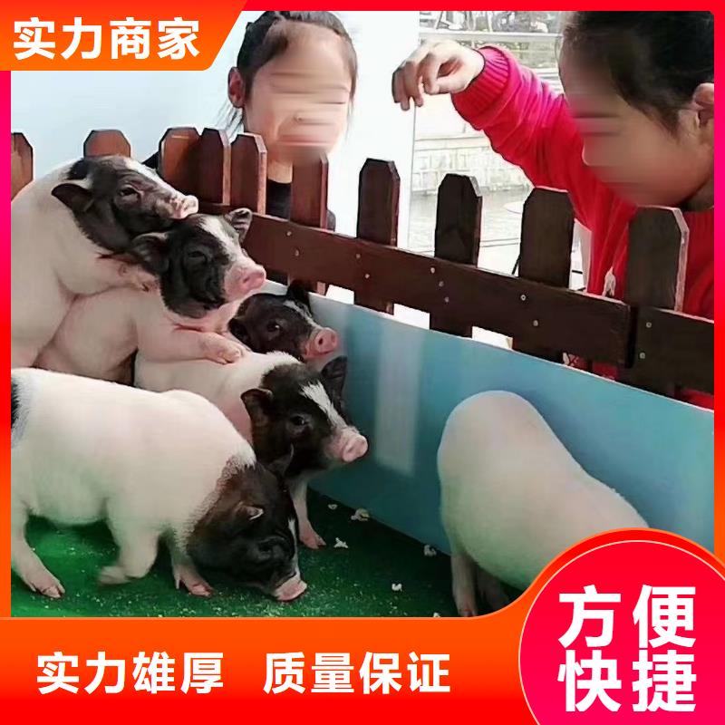 馬戲團/羊駝【動物雜技表演租賃】實力公司