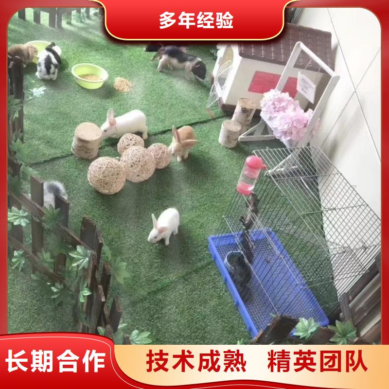 動物表演出租聯系廠家