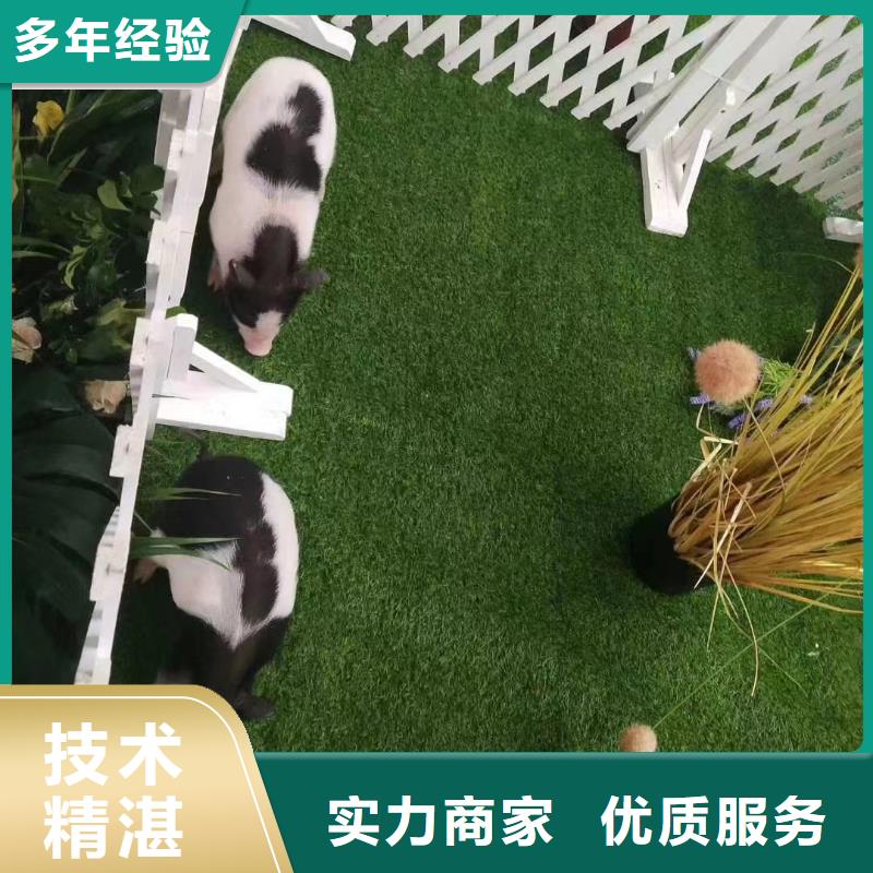 馬戲團/羊駝_動物雜技表演資質齊全