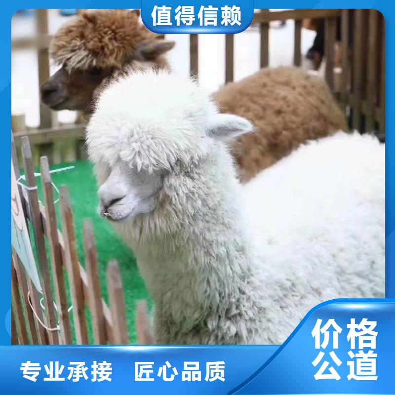 動物租賃暖場活動