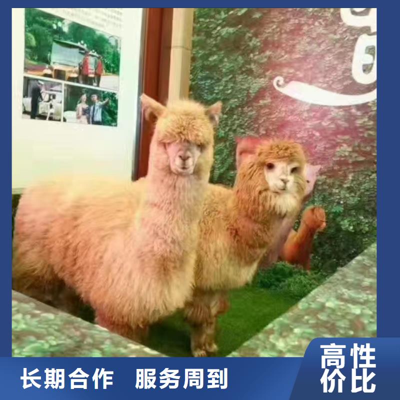 出租動物表演實力可靠