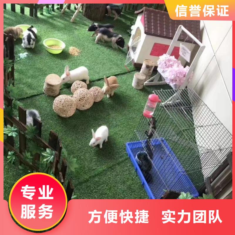 馬戲團/羊駝-動物雜技表演遵守合同