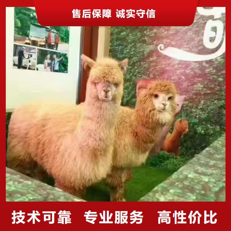 馬戲團/羊駝表演動物出租承接