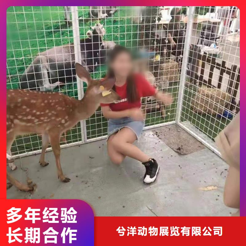 哪有出租動物的-哪有出租動物的熱銷