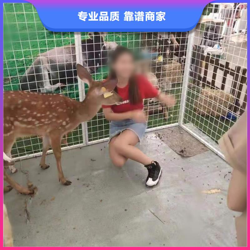 動物租賃點擊