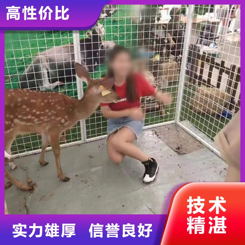 哪里有出租動物的品種多