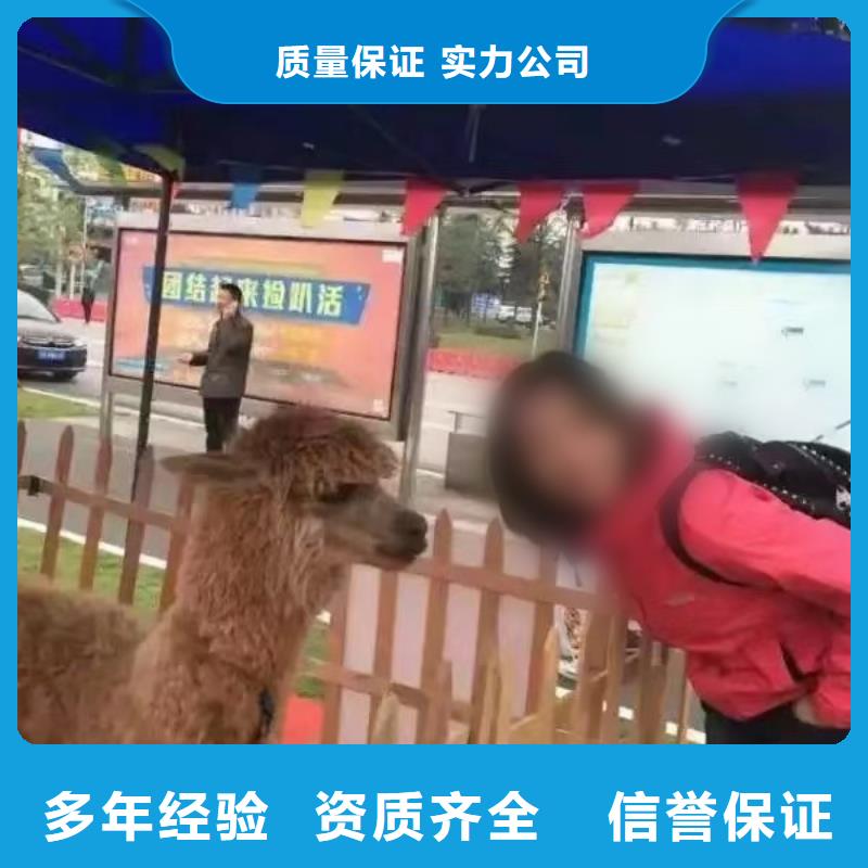 動物羊駝租賃點擊圖片