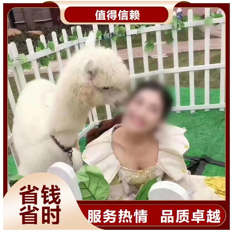 動物出租慶典活動