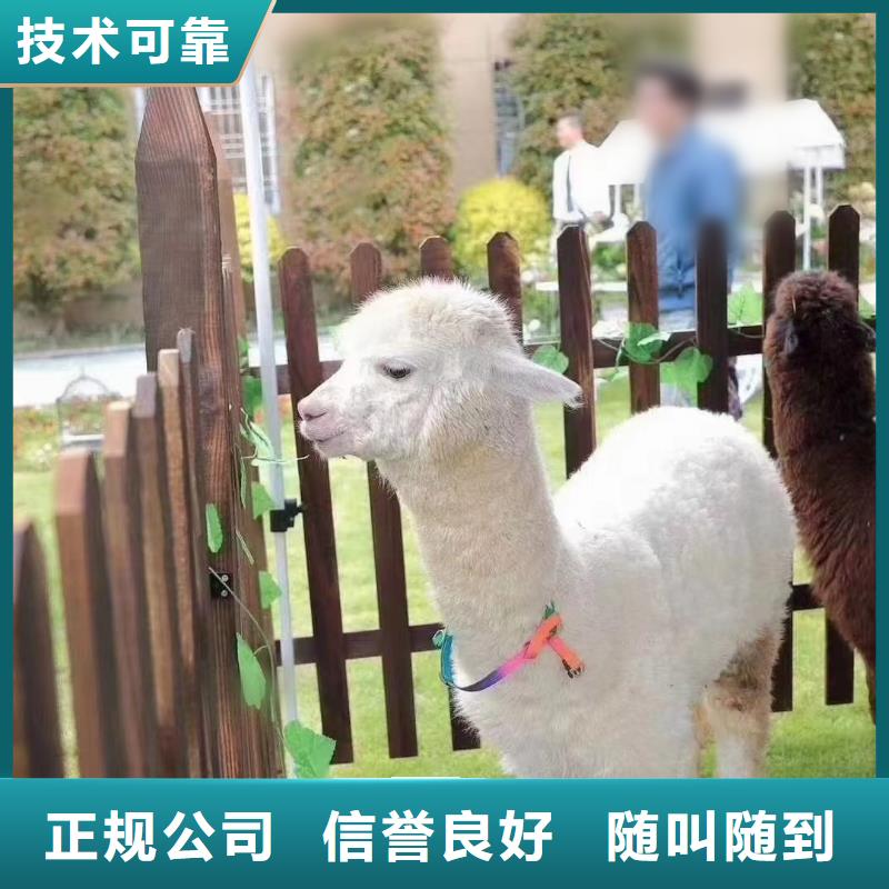 哪里有租賃動物的