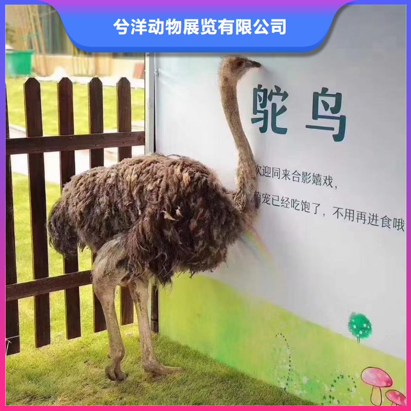 哪里有出租動物的免費策劃