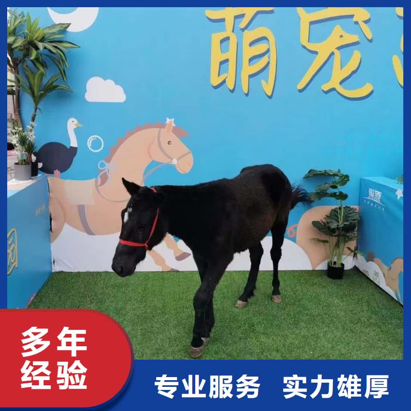 哪有出租動物展的點擊圖片