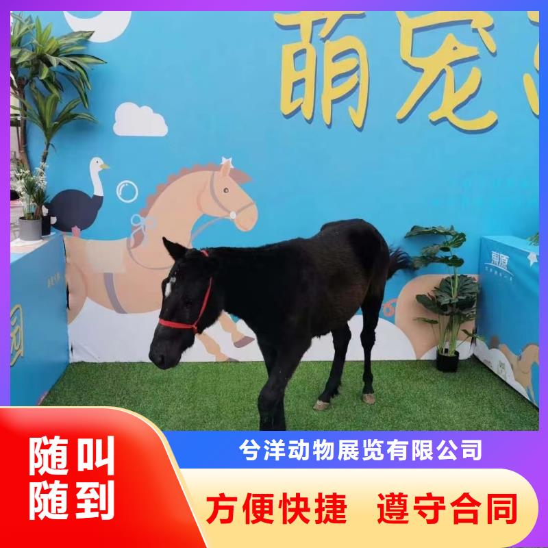 马戏团/羊驼_【水族海洋展】高品质