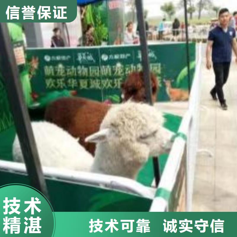 動物羊駝租賃點擊圖片