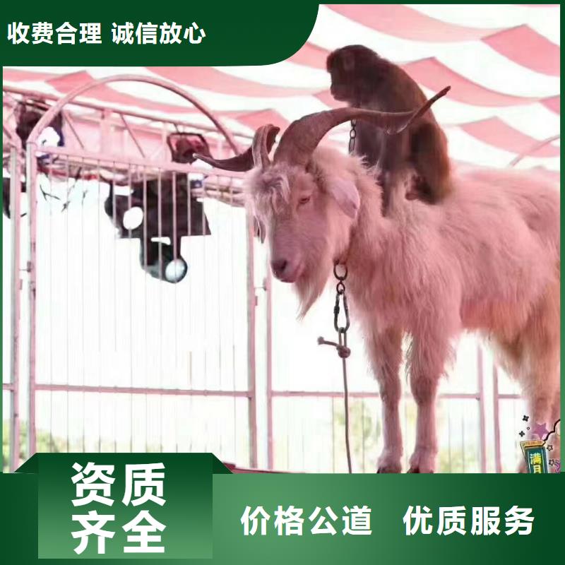 動物表演出租免費策劃