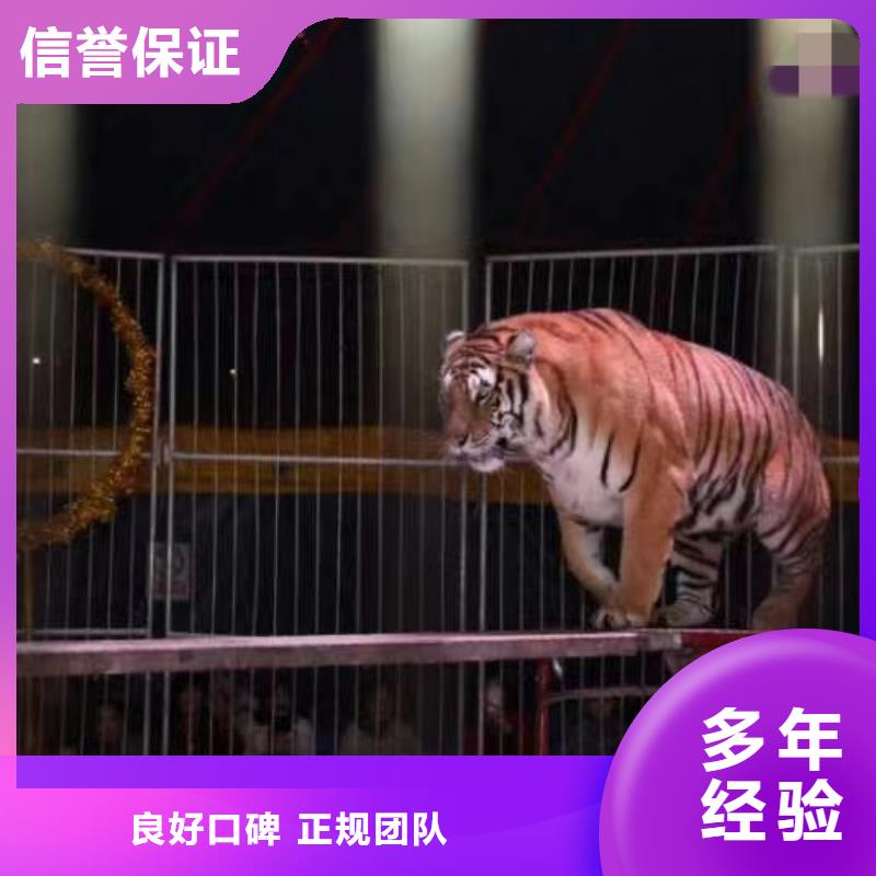 萌寵動物展出租活動方案