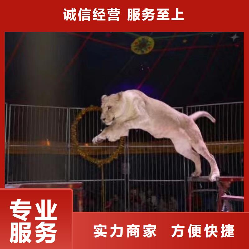 動物表演租賃一手資源