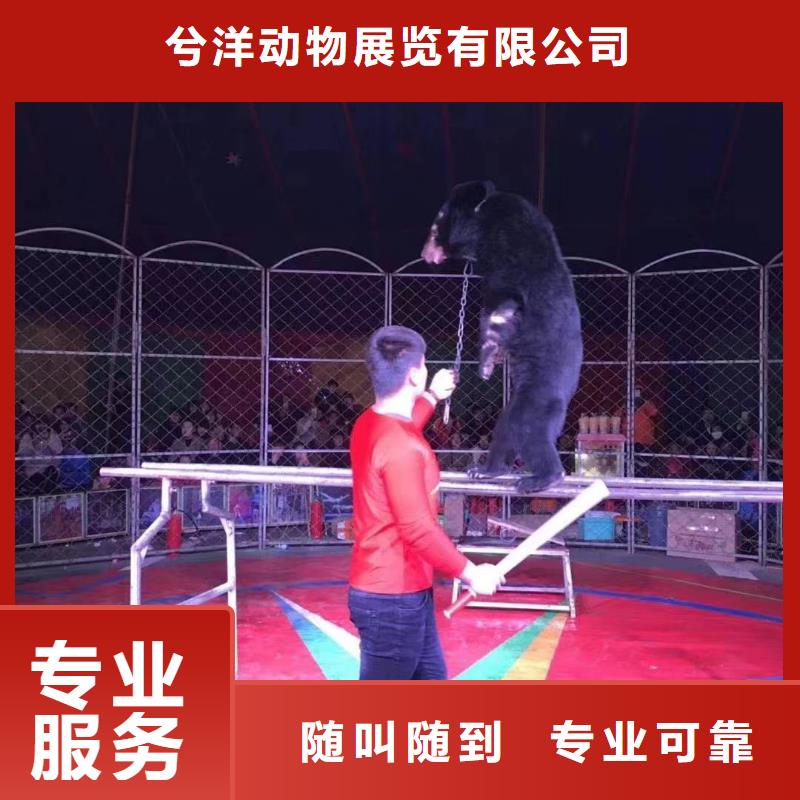 馬戲團/羊駝動物雜技表演租賃方便快捷