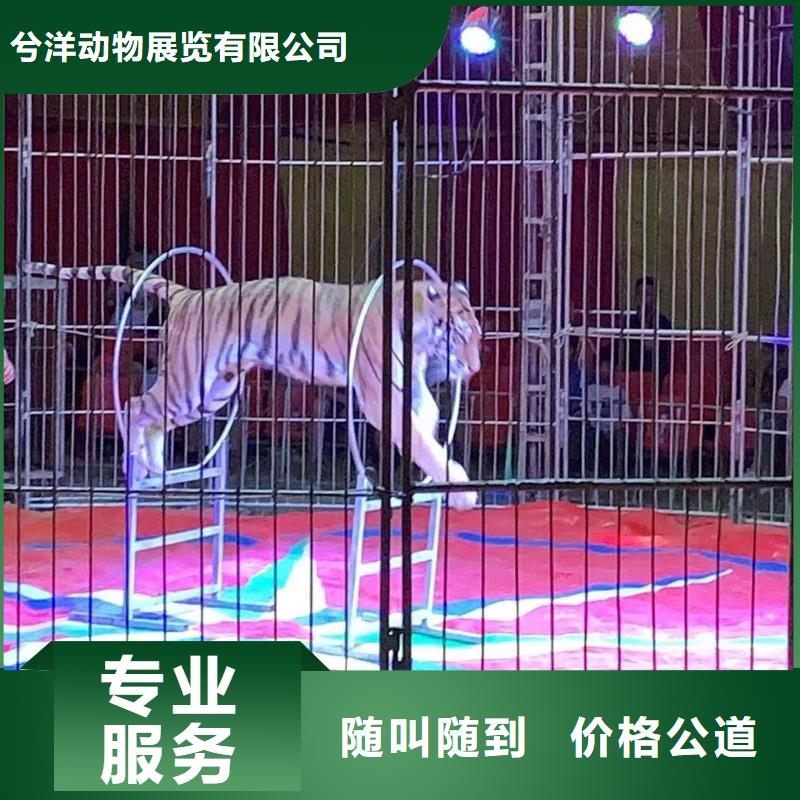 哪有出租動物展的點擊圖片