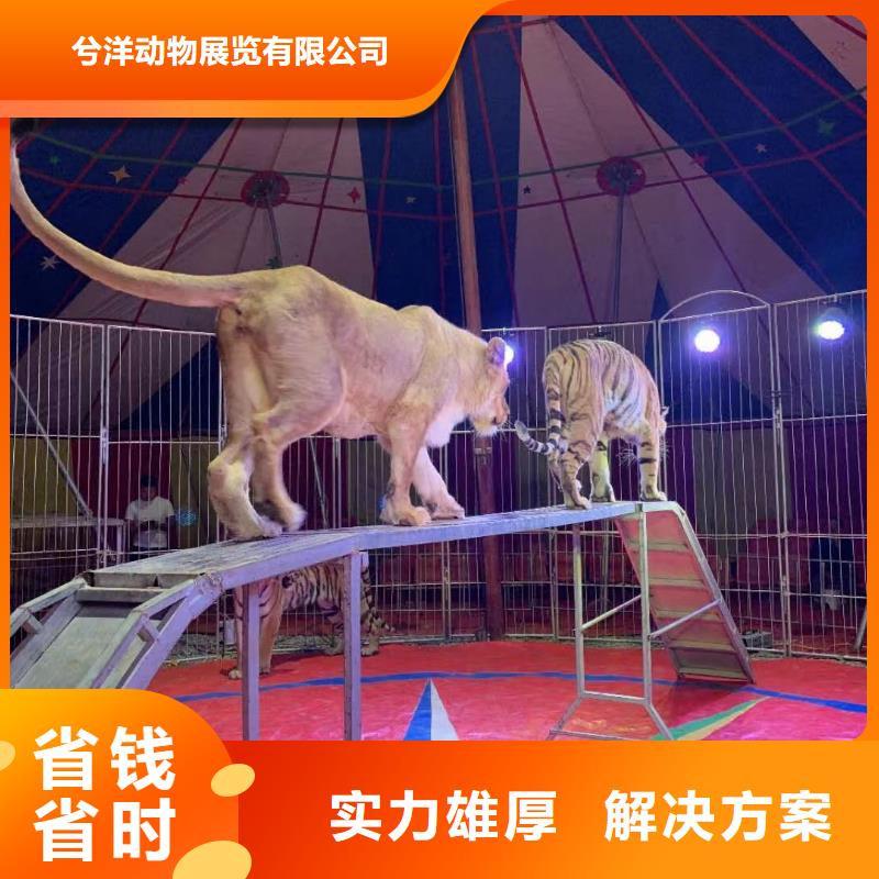 萌寵動物展租賃聯系方式