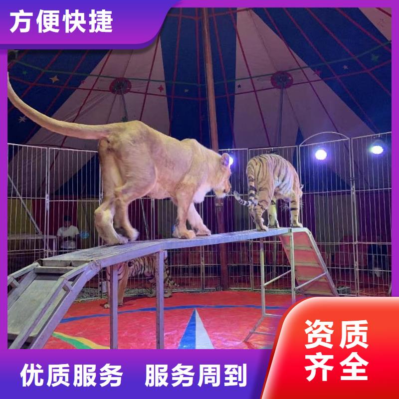 馬戲團(tuán)/羊駝-動物展覽秀解決方案