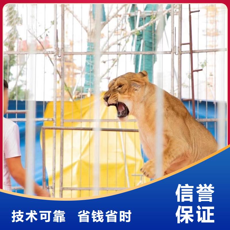 萌寵動物展出租活動方案