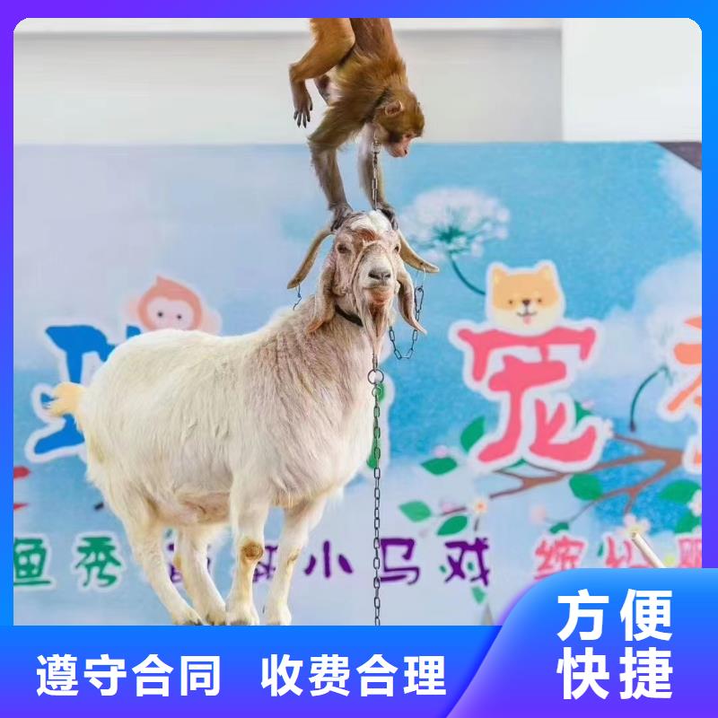 馬戲團/羊駝表演動物出租承接