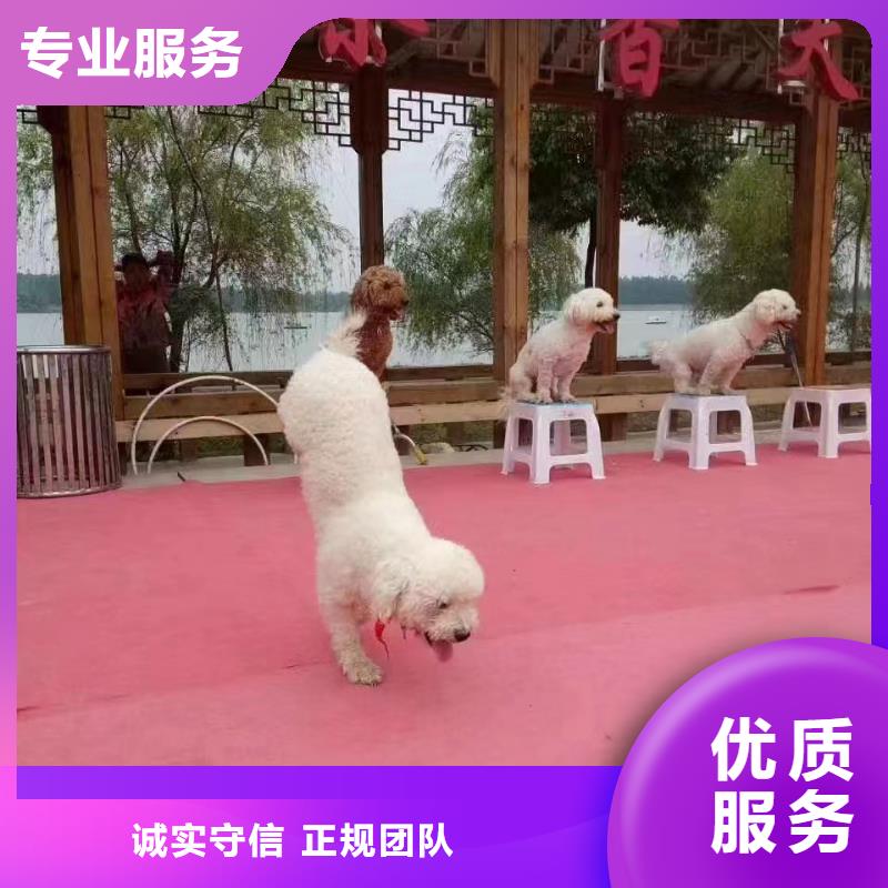 動物表演租賃主題展覽