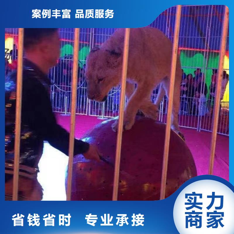 馬戲團/羊駝出租動物表演高品質