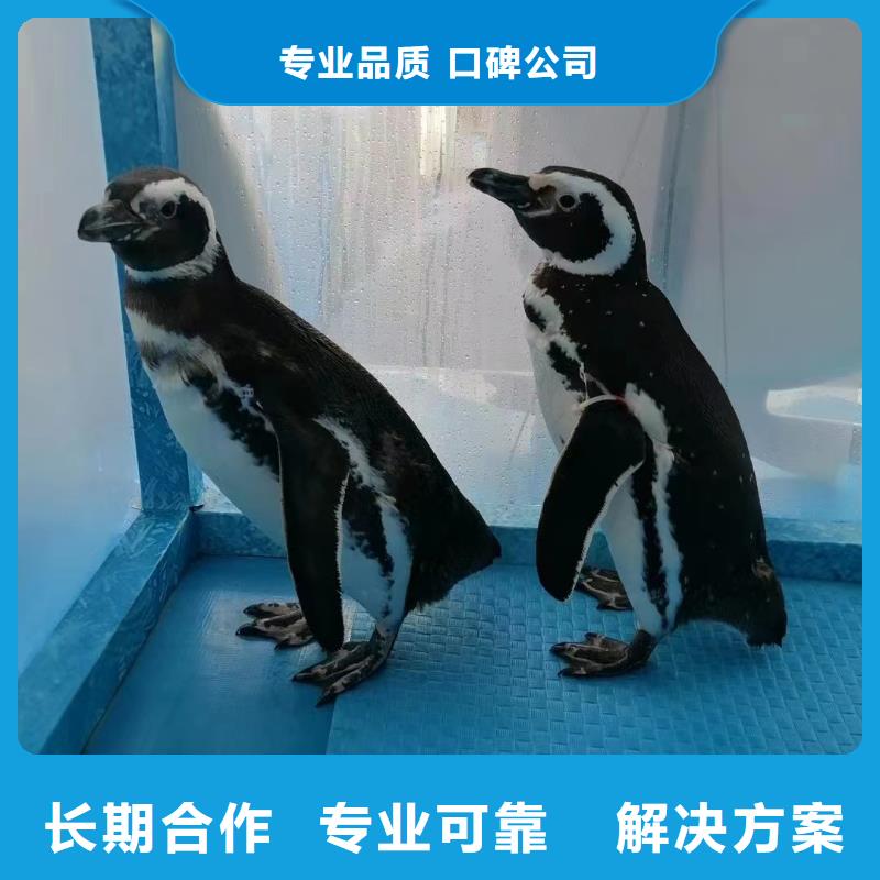 海洋主題動物表演-動物表演價格低于同行