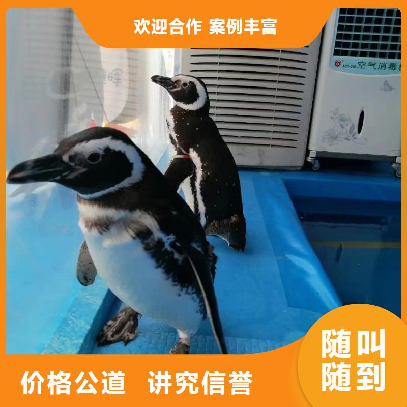 海洋主題動物表演_【出租企鵝表演】實力團隊