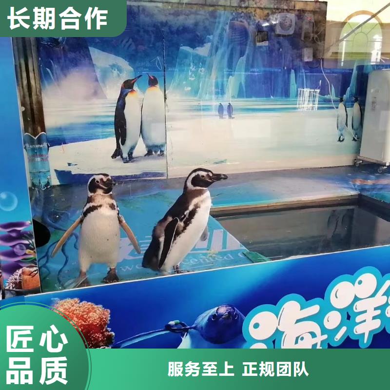 海洋主題動物表演 海洋展租賃好評度高