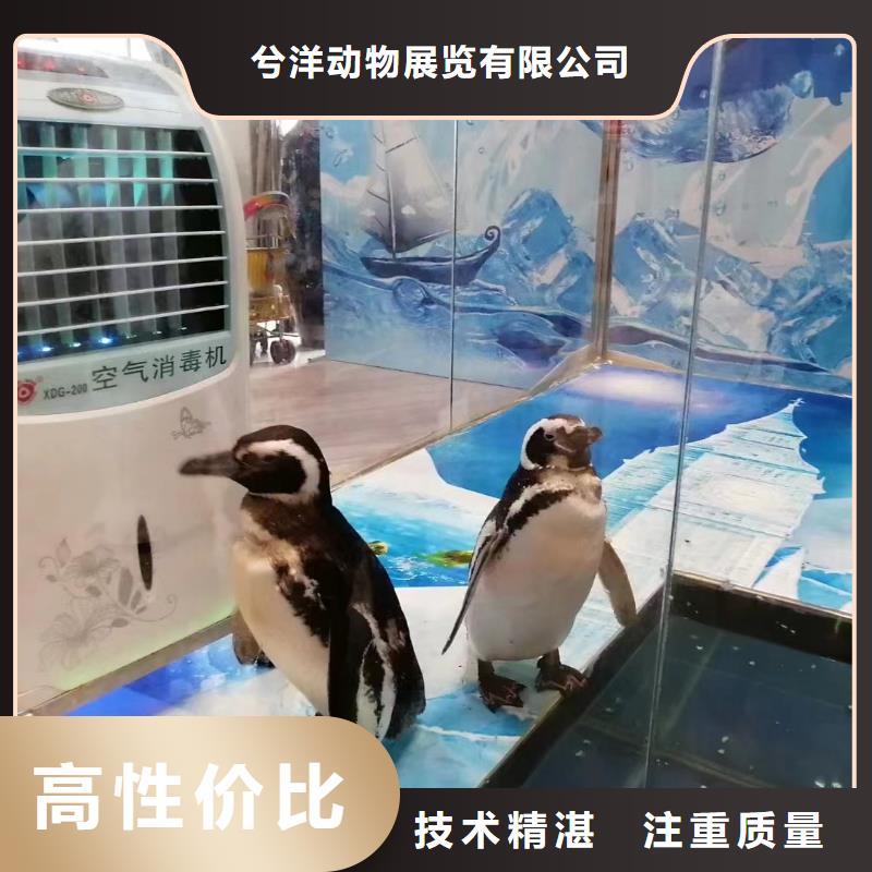 海洋主題動物表演動物雜技表演技術好