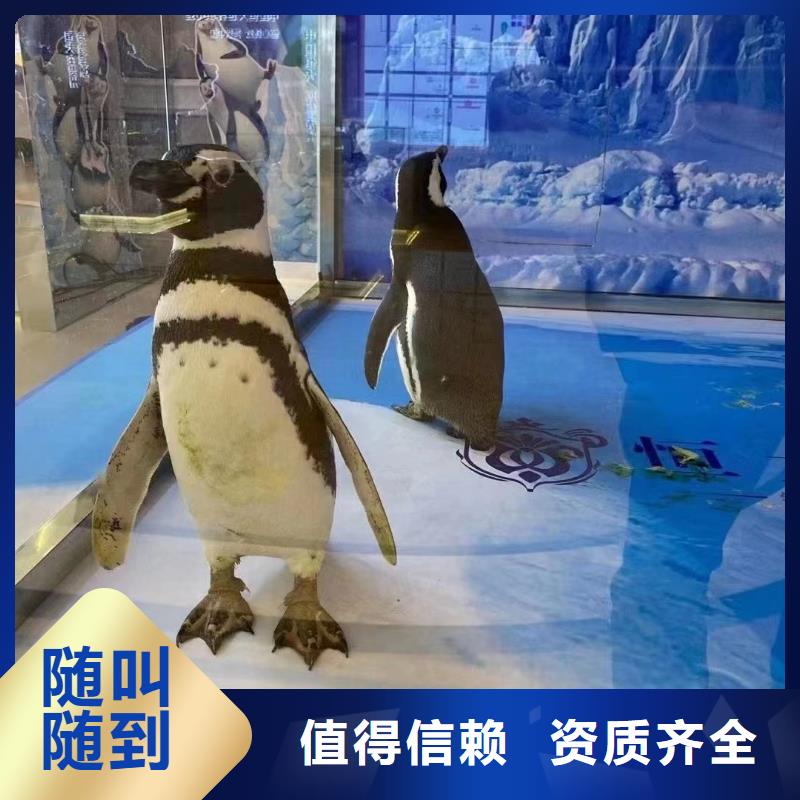 哪有出租海獅的動物出租