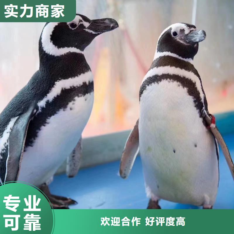 【海洋主題動物表演羊駝出租實力強有保證】