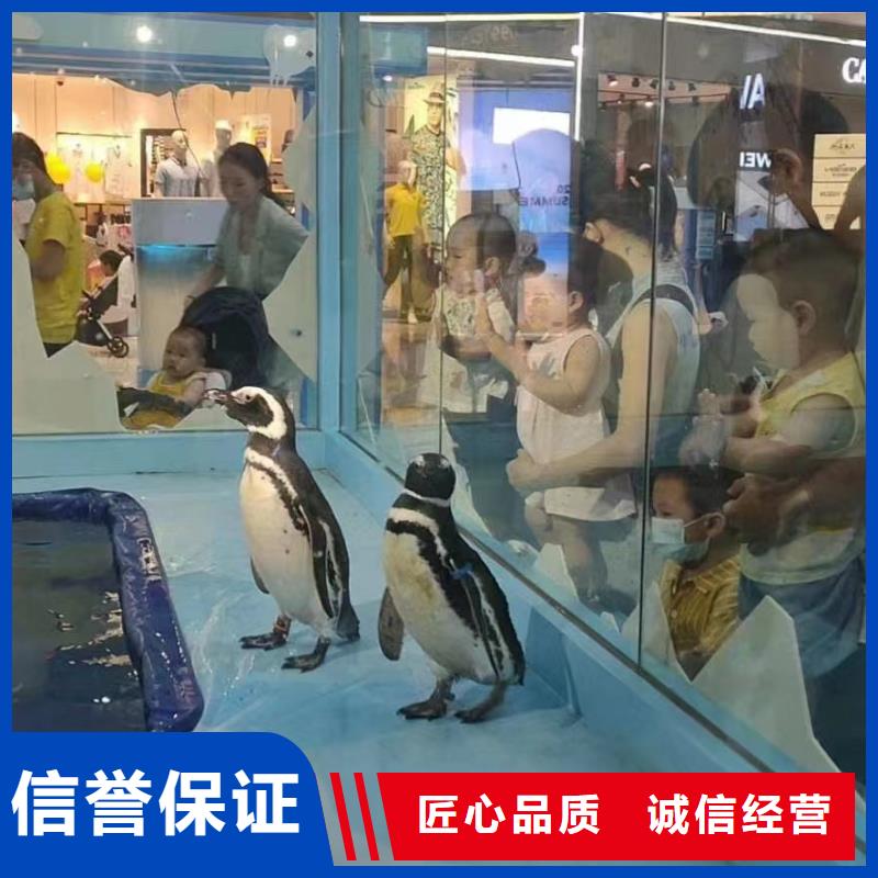 海洋主題動物表演,商場馬戲表演出租高性價比