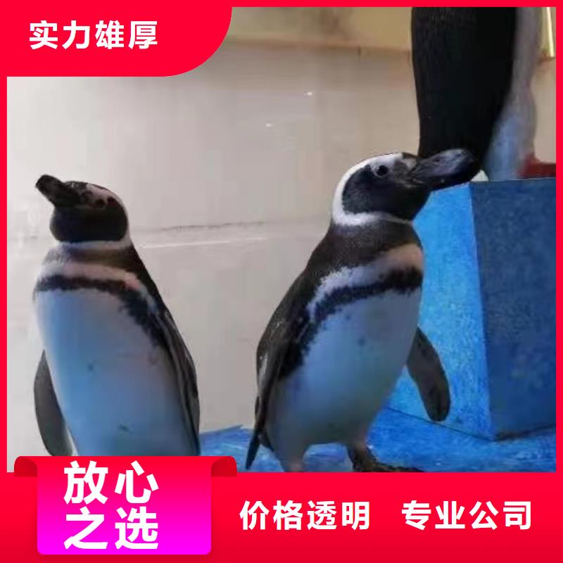 海洋主題動物表演-海獅表演租賃技術比較好