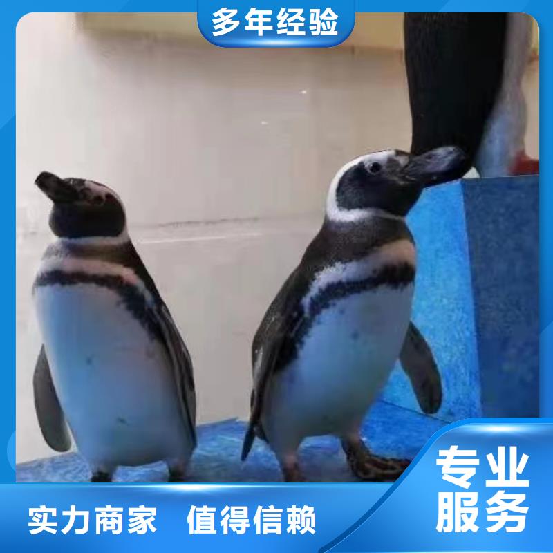 海洋主題動物表演 死輪表演比同行便宜