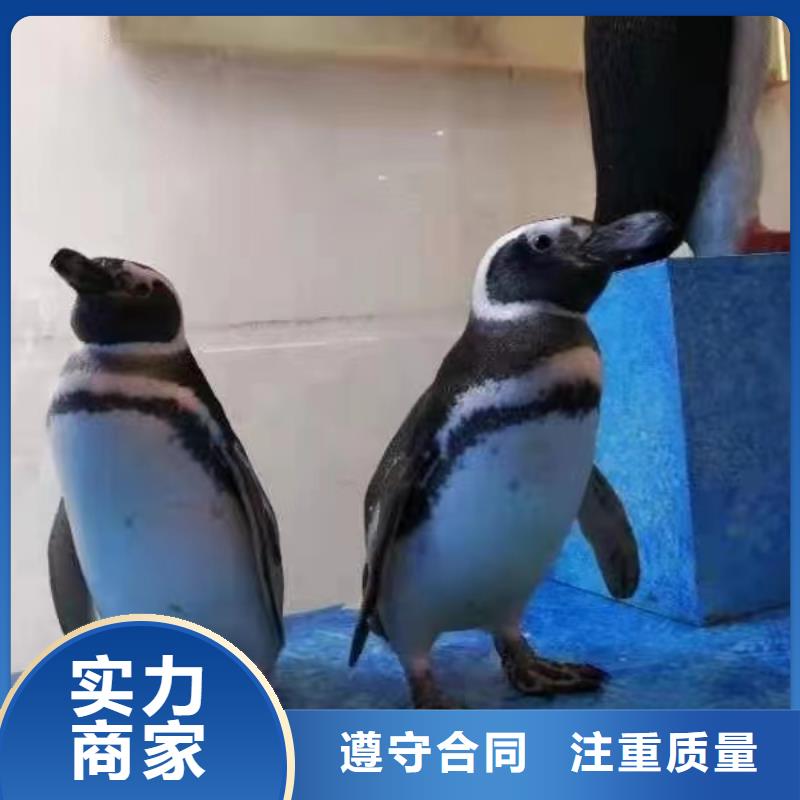 海洋展出租海洋動物