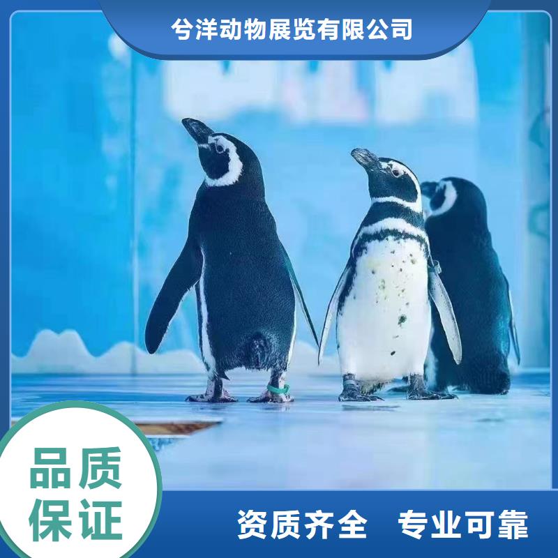 海洋主題動物表演雜技表演專業團隊