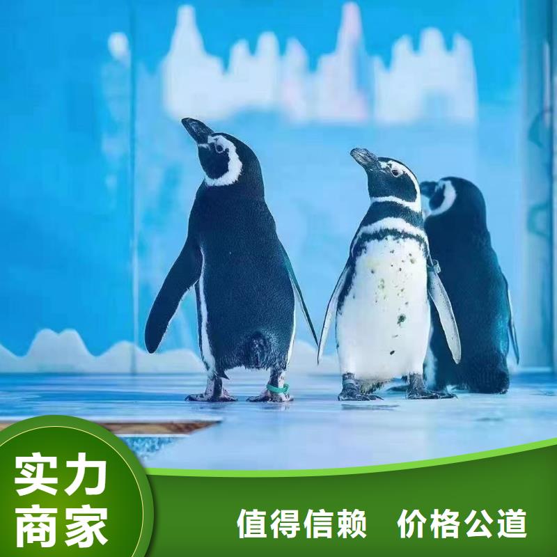 海洋主題動物表演美人魚表演歡迎合作